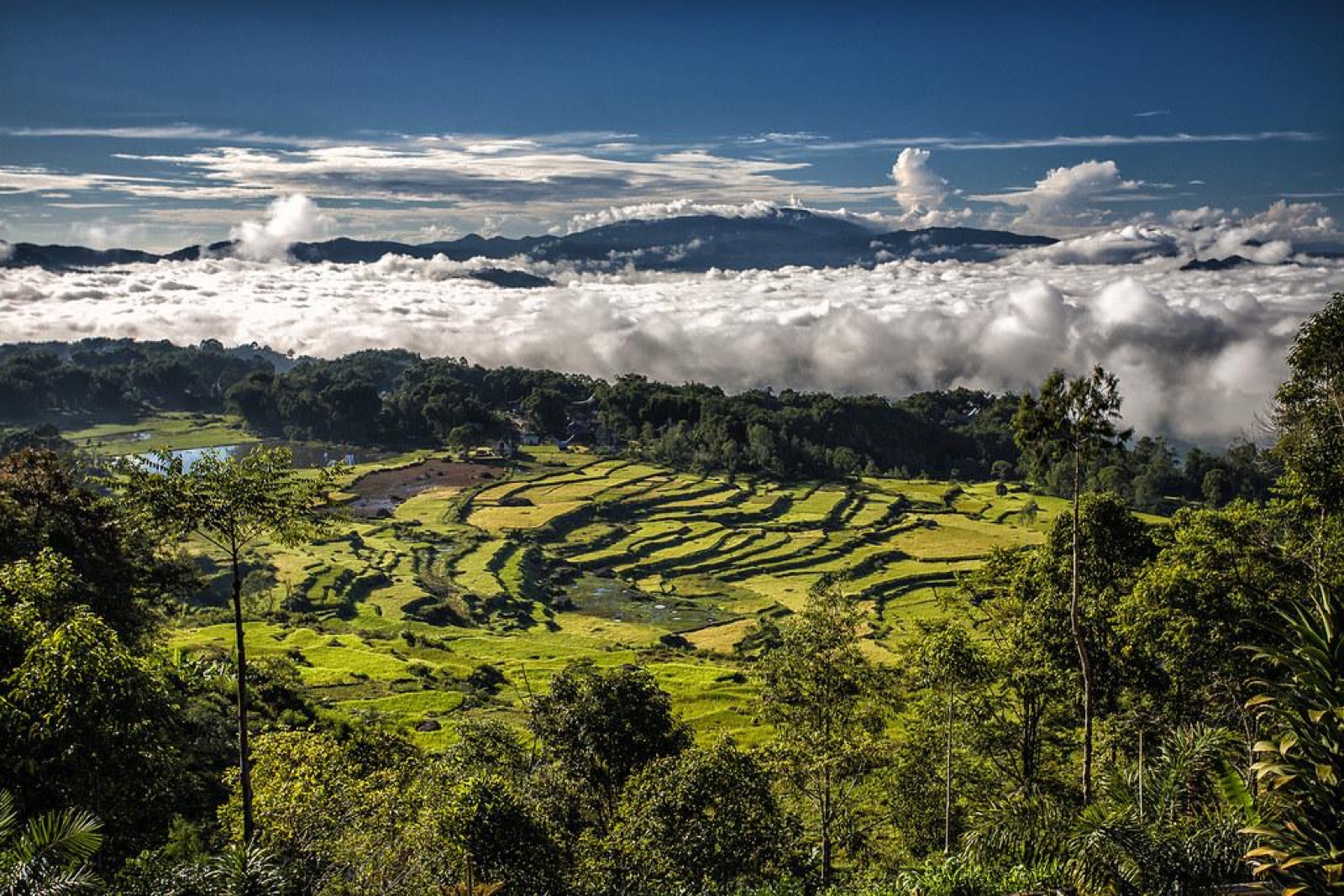 Custom Toraja Trip
