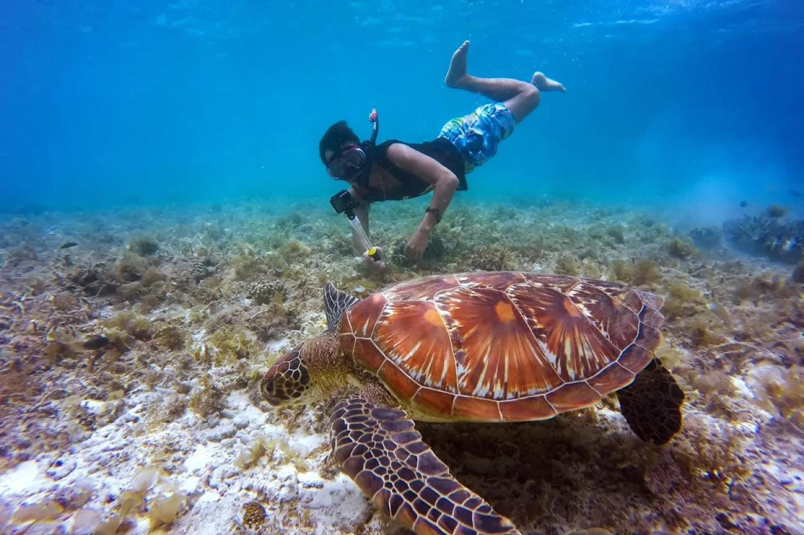 Bunaken Island guide: snorkeling, diving and how to get there from Manado