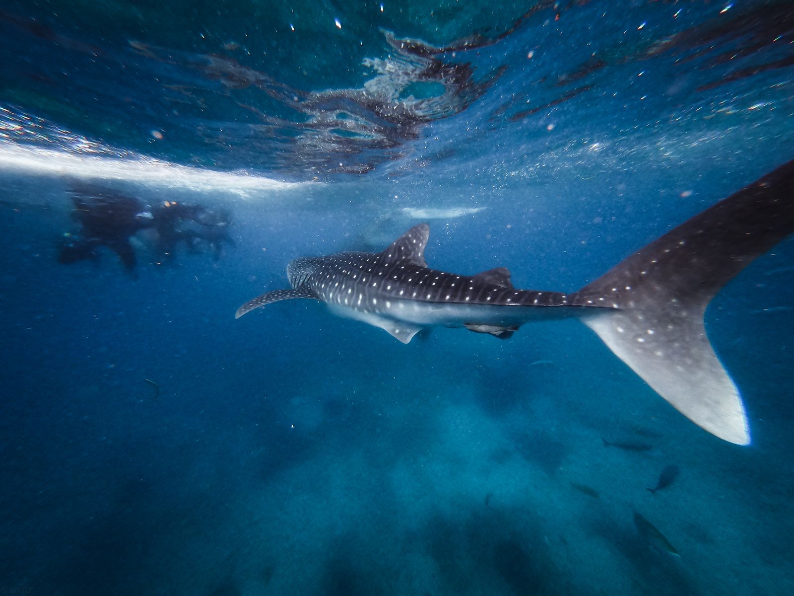 Whale sharks at Botubarani, Gorontalo: when to go, rules and welfare