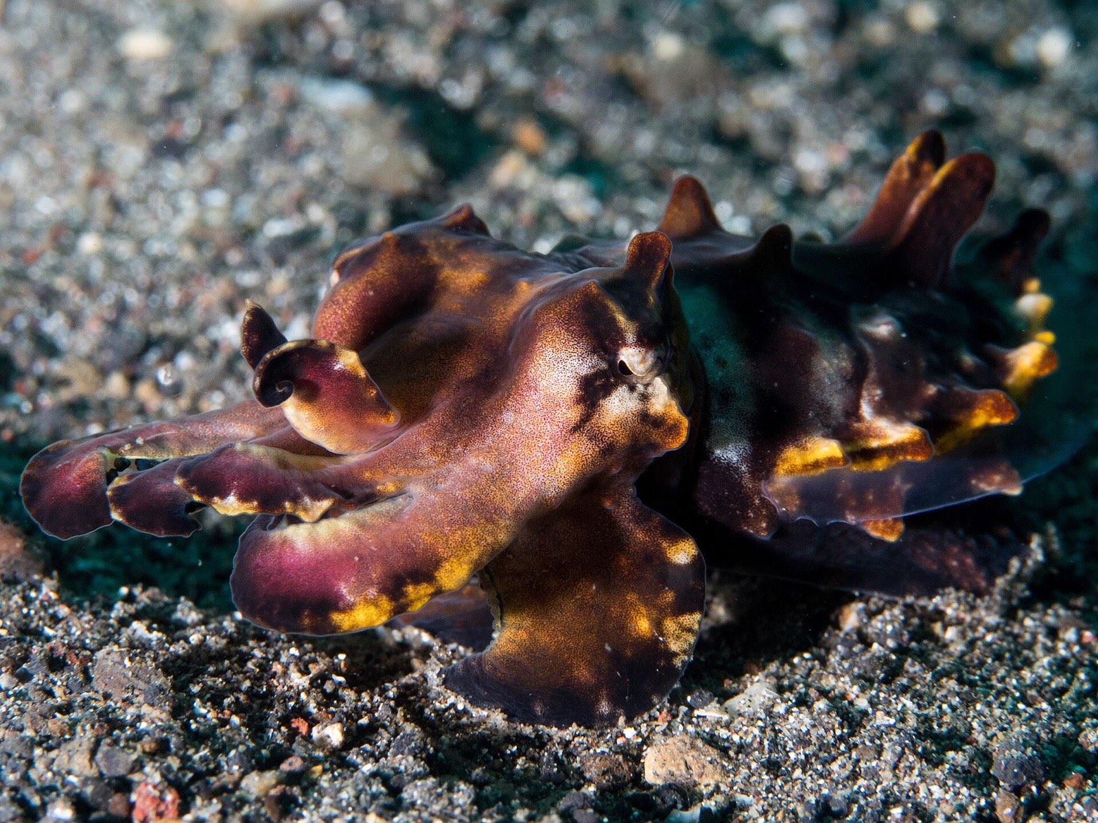 Lembeh