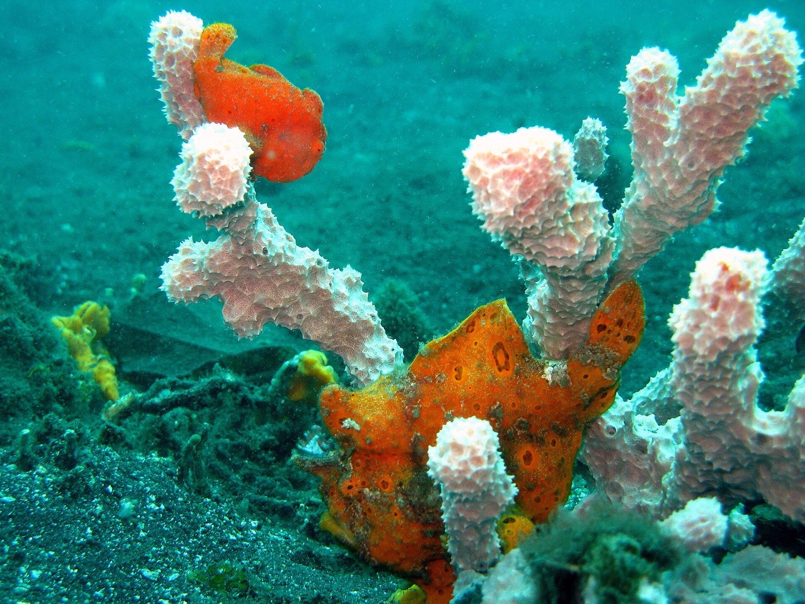 Lembeh