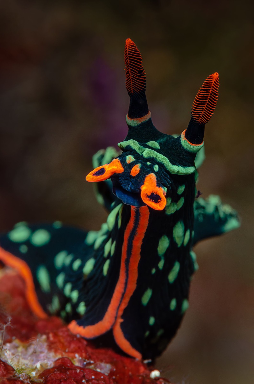 Lembeh Strait muck diving: what you see and how to plan it