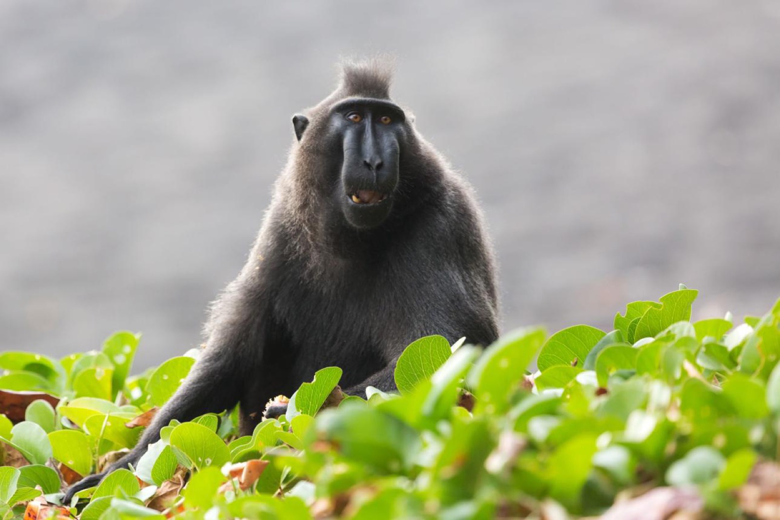 Black-crested macaques and tarsiers in Tangkoko: a practical wildlife guide