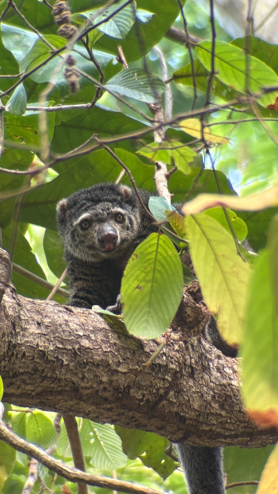 Cuscus orsino tra le foglie a Tangkoko