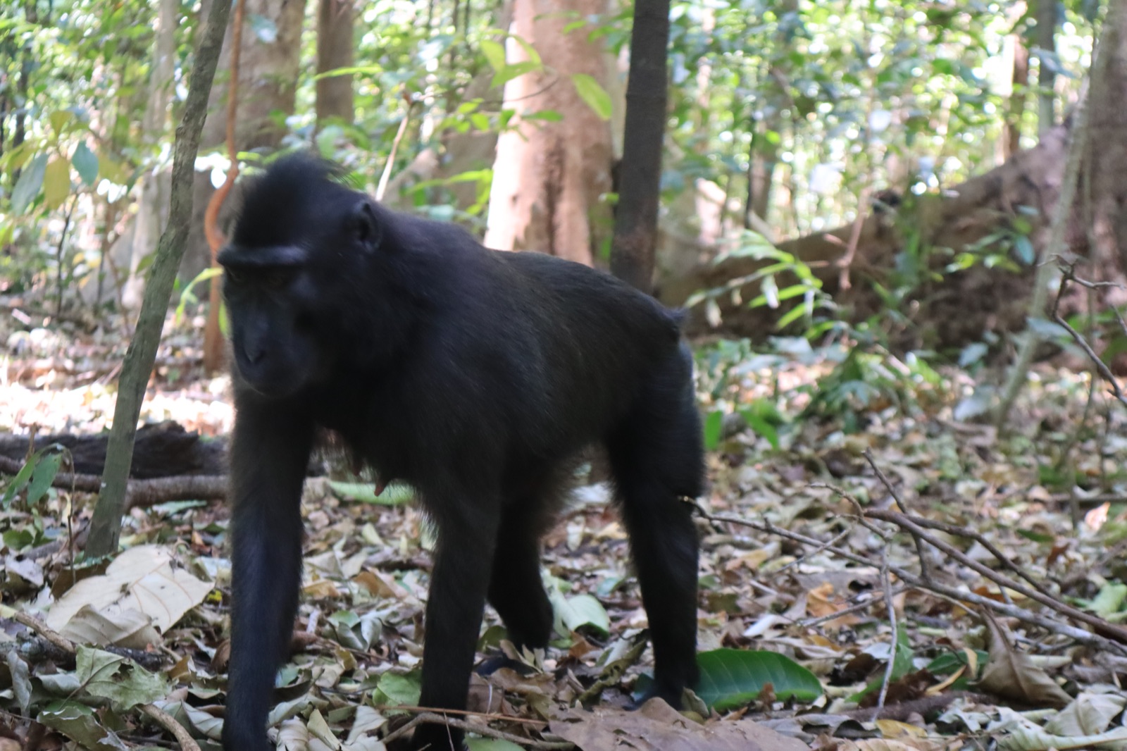 Macaco nero crestato che cammina nella foresta di Tangkoko