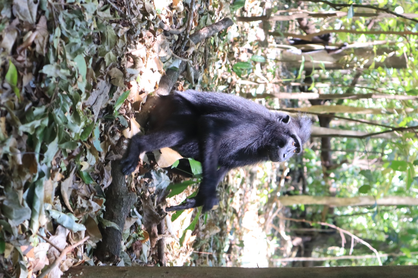 Tangkoko Wildlife Trip