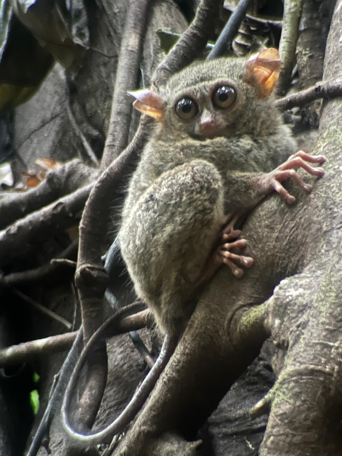 Koboldmaki klammert sich an einen Baumstamm in Tangkoko