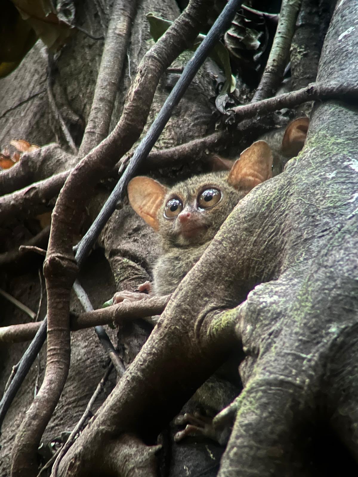 Tangkoko Wildlife Adventure