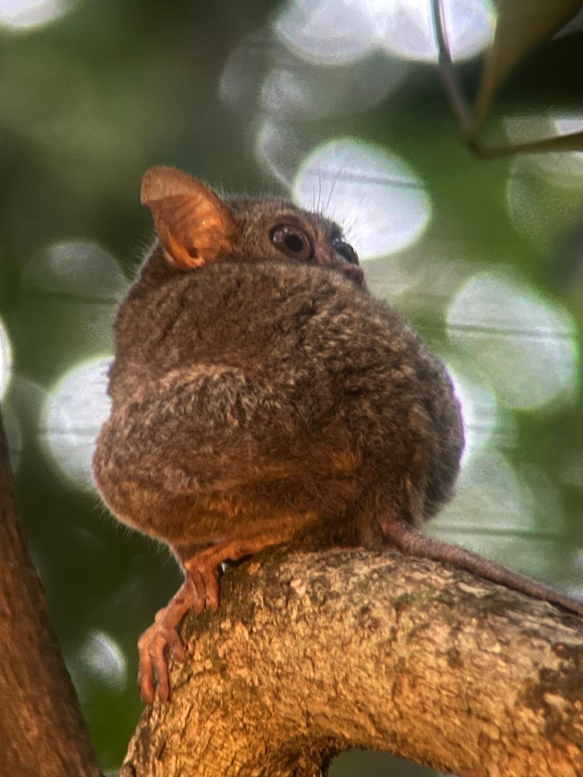 Tangkoko