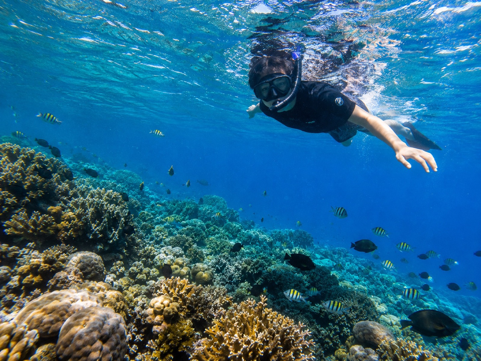 Snorkeling sulla barriera corallina del Nord Sulawesi