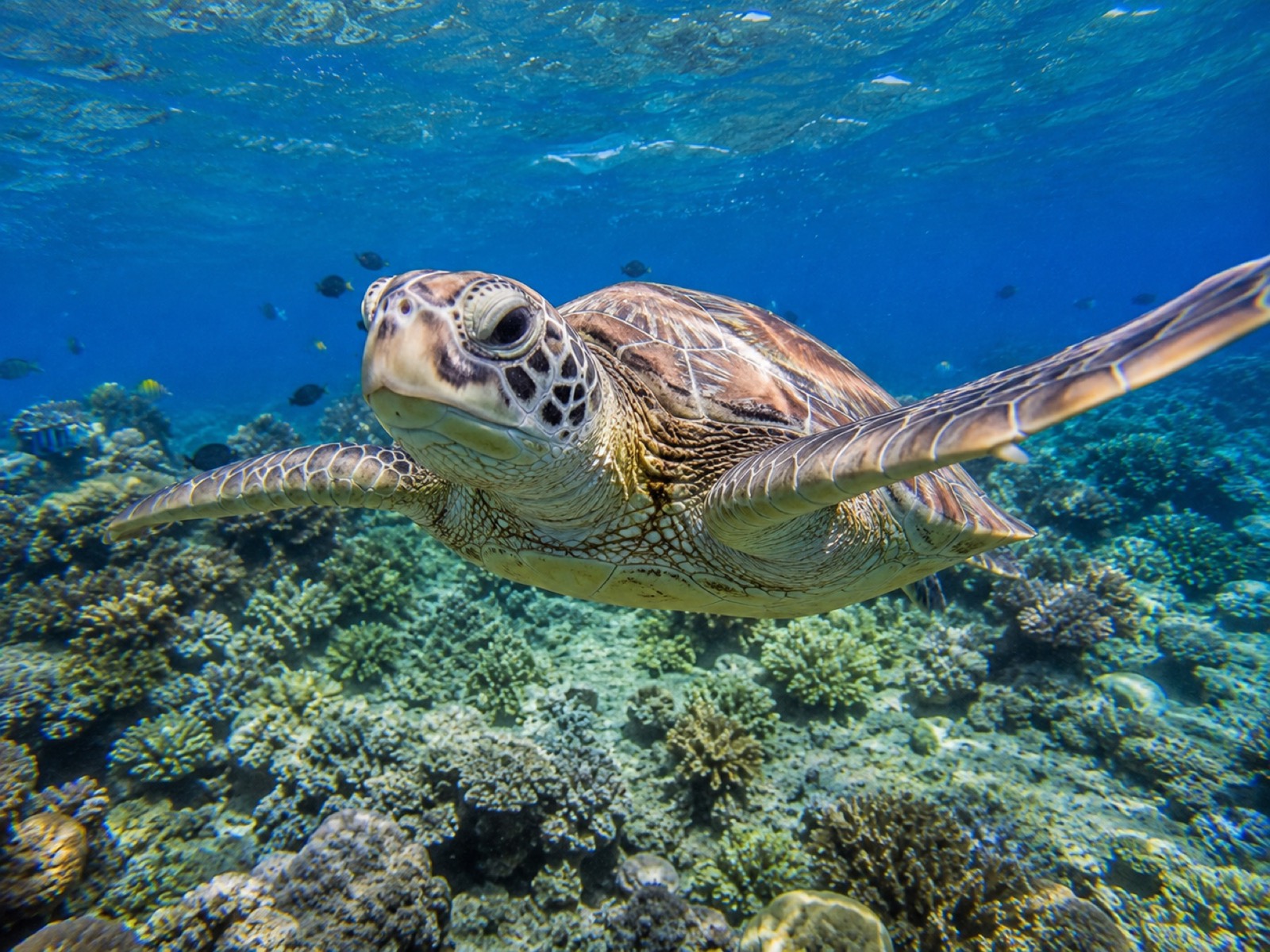Tartaruga marina che nuota sopra il reef
